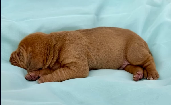 bellissimi cuccioli di Bloodhound per la dozione | Foto 3