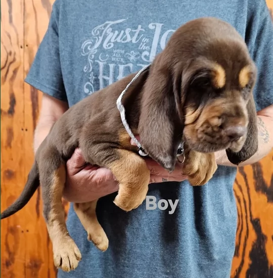 bellissimi cuccioli di Bloodhound per la dozione | Foto 1