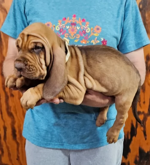 bellissimi cuccioli di Bloodhound per la dozione | Foto 0