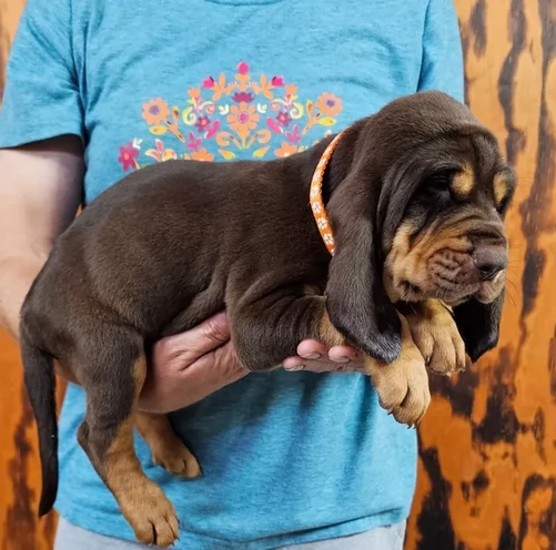 bellissimi cuccioli di Bloodhound per la dozione | Foto 0