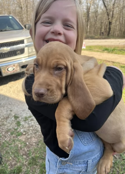 bellissimi cuccioli di Bloodhound per la dozione | Foto 2