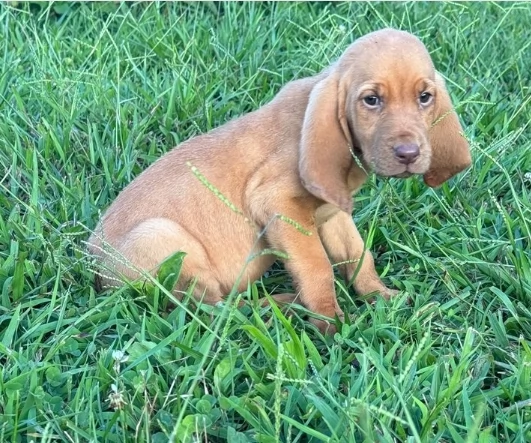 bellissimi cuccioli di Bloodhound per la dozione | Foto 2