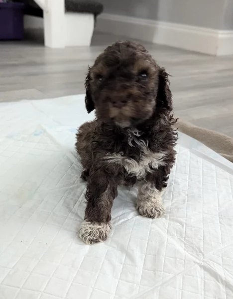 cuccioli di Lagotto romagnolo maschi e femmine per adozione | Foto 4