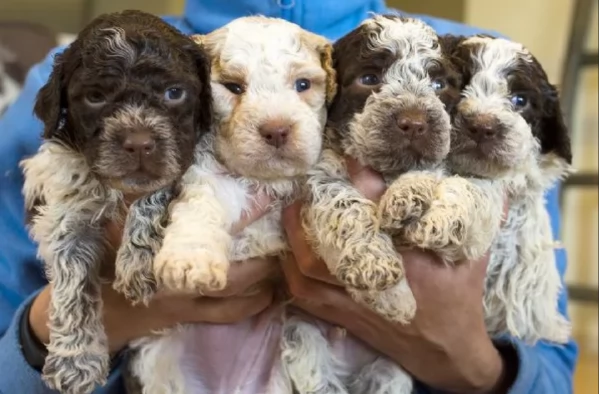 cuccioli di Lagotto romagnolo maschi e femmine per adozione