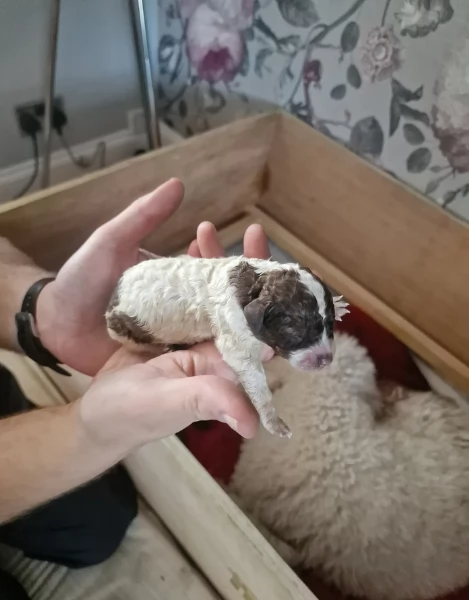 cuccioli di Lagotto romagnolo maschi e femmine per adozione | Foto 1