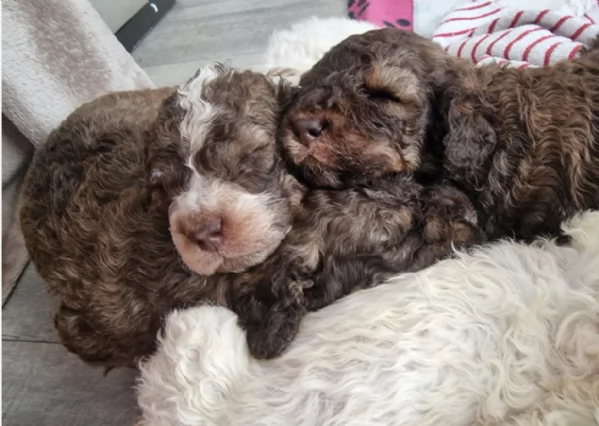 cuccioli di Lagotto romagnolo maschi e femmine per adozione | Foto 0