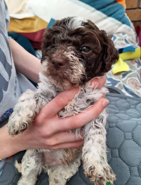 cuccioli di Lagotto romagnolo maschi e femmine per adozione | Foto 2