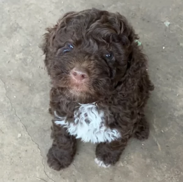 cuccioli di Lagotto romagnolo maschi e femmine per adozione | Foto 6
