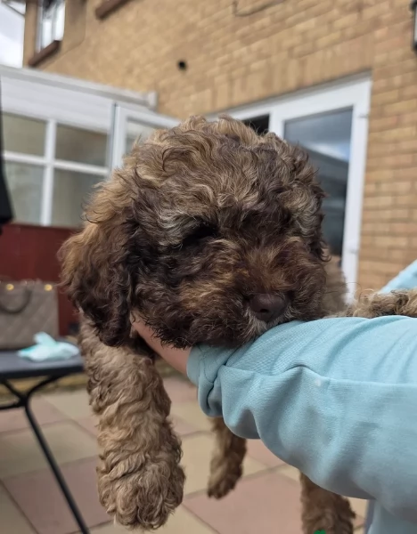 cuccioli di Lagotto romagnolo maschi e femmine per adozione | Foto 5