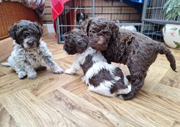 cuccioli di Lagotto romagnolo maschi e femmine per adozione