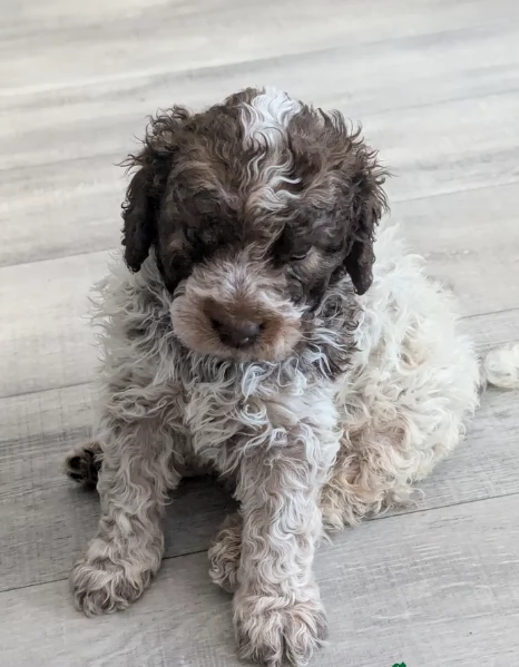 cuccioli di Lagotto romagnolo maschi e femmine per adozione | Foto 0