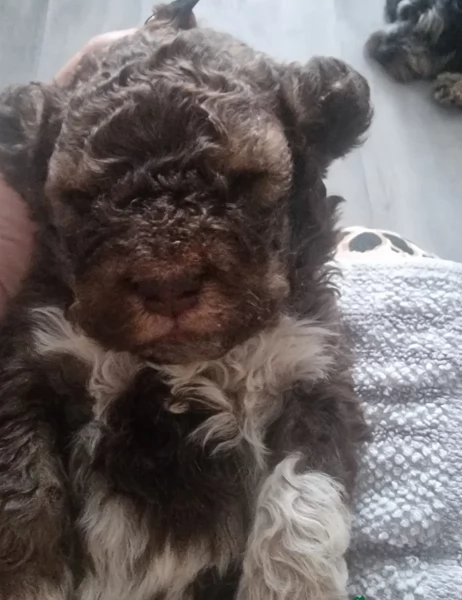 cuccioli di Lagotto romagnolo maschi e femmine per adozione | Foto 6