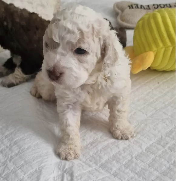 cuccioli di Lagotto romagnolo maschi e femmine per adozione | Foto 2