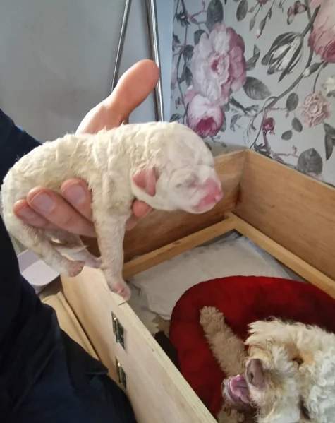 cuccioli di Lagotto romagnolo maschi e femmine per adozione | Foto 0