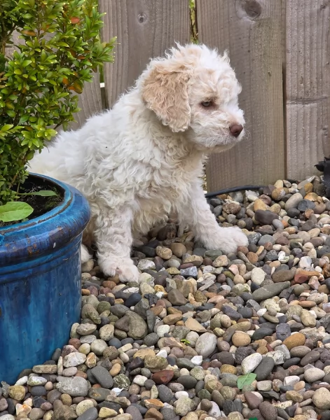 cuccioli di Lagotto romagnolo maschi e femmine per adozione | Foto 5