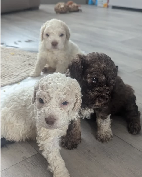 cuccioli di Lagotto romagnolo maschi e femmine per adozione | Foto 4