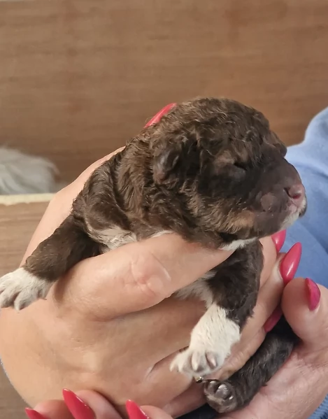 cuccioli di Lagotto romagnolo maschi e femmine per adozione | Foto 3