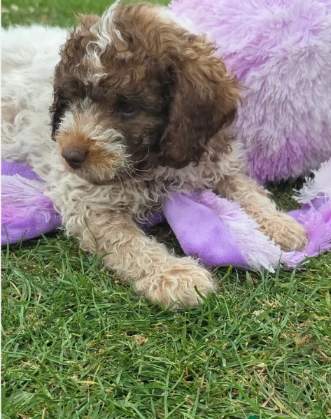 cuccioli di Lagotto romagnolo maschi e femmine per adozione | Foto 2