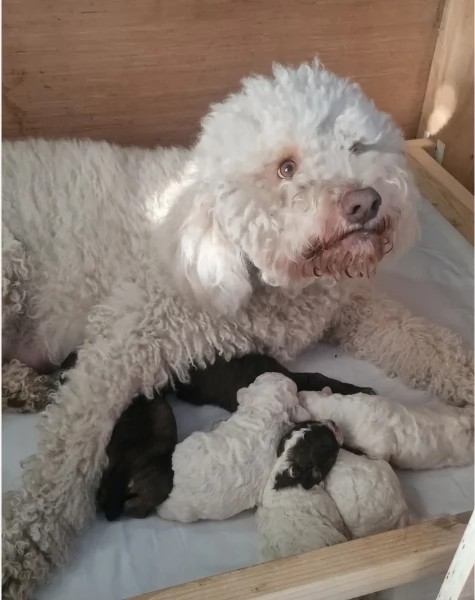 cuccioli di Lagotto romagnolo maschi e femmine per adozione | Foto 0