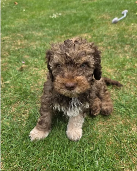 cuccioli di Lagotto romagnolo maschi e femmine per adozione | Foto 3