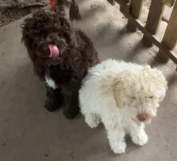 cuccioli di Lagotto romagnolo maschi e femmine per adozione | Foto 2