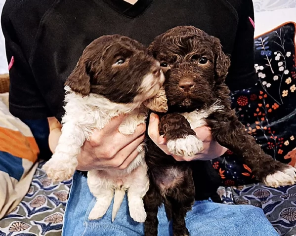 cuccioli di Lagotto romagnolo maschi e femmine per adozione | Foto 3