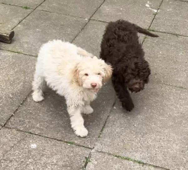 cuccioli di Lagotto romagnolo maschi e femmine per adozione | Foto 4
