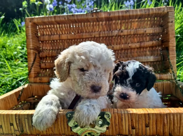 cuccioli di Lagotto romagnolo maschi e femmine per adozione