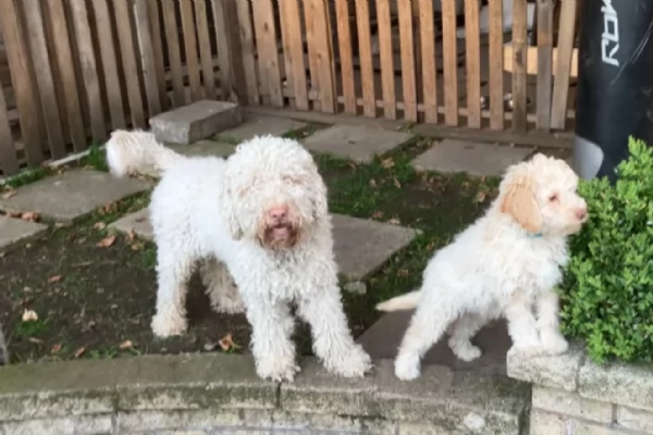 cuccioli di Lagotto romagnolo maschi e femmine per adozione | Foto 1