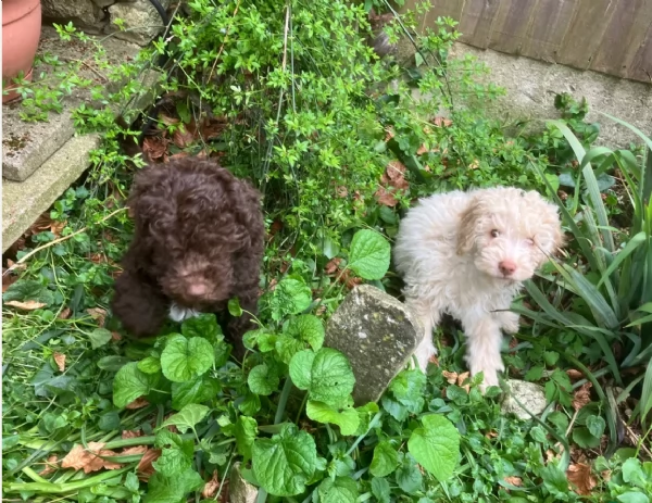 cuccioli di Lagotto romagnolo maschi e femmine per adozione | Foto 5