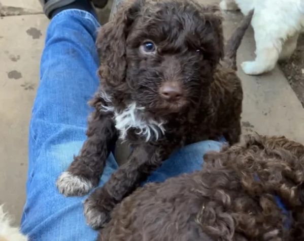 cuccioli di Lagotto romagnolo maschi e femmine per adozione