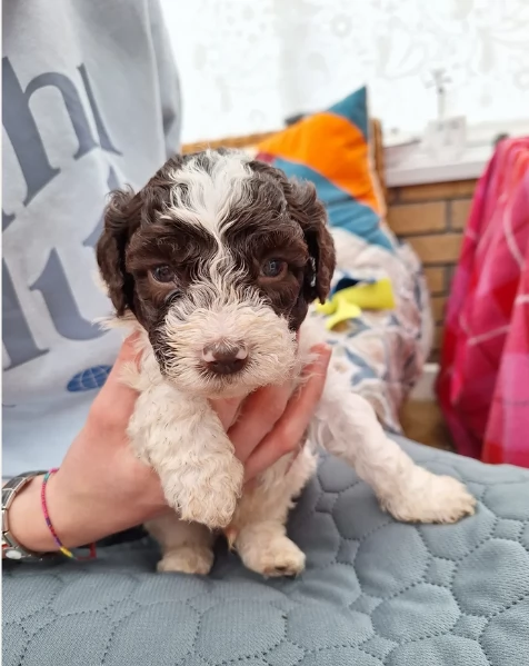 cuccioli di Lagotto romagnolo maschi e femmine per adozione | Foto 5