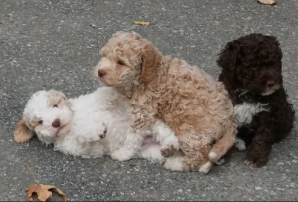 cuccioli di Lagotto romagnolo maschi e femmine per adozione | Foto 2