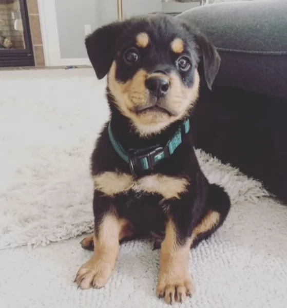 cuccioli di Rottweiler maschi e femmine per adozione | Foto 2