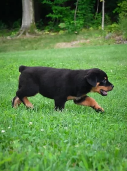 cuccioli di Rottweiler maschi e femmine per adozione