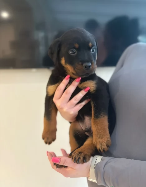 cuccioli di Rottweiler maschi e femmine per adozione | Foto 0