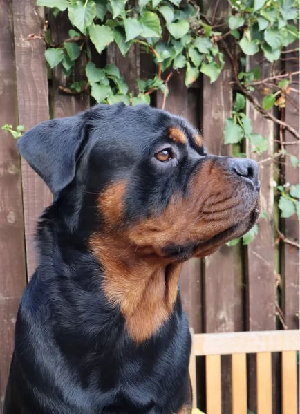 cuccioli di Rottweiler maschi e femmine per adozione | Foto 4