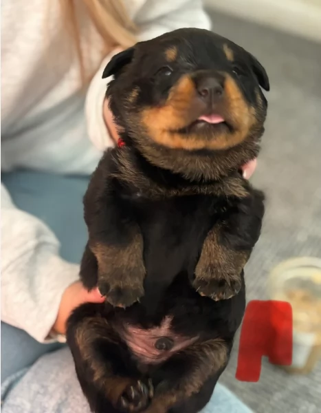 cuccioli di Rottweiler maschi e femmine per adozione | Foto 5