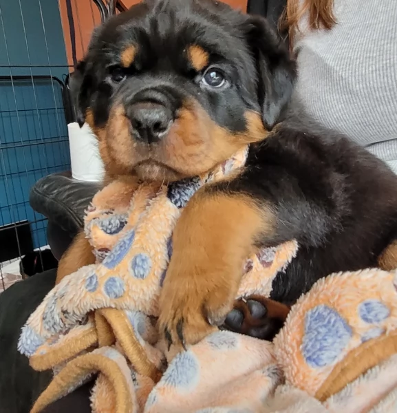 cuccioli di Rottweiler maschi e femmine per adozione | Foto 6