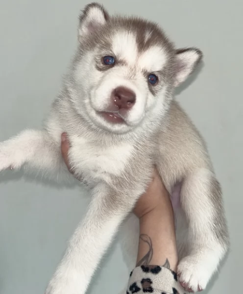 cuccioli di siberian husky maschi e femmine per adozione