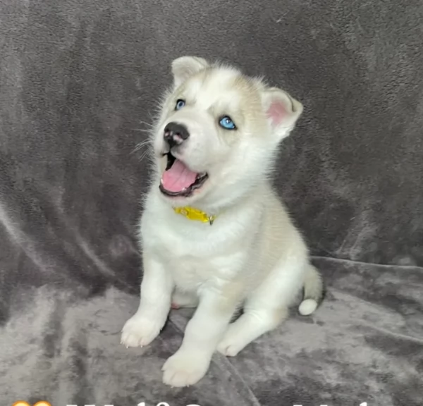 cuccioli di siberian husky maschi e femmine per adozione | Foto 4