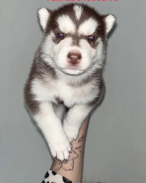 cuccioli di siberian husky maschi e femmine per adozione | Foto 11