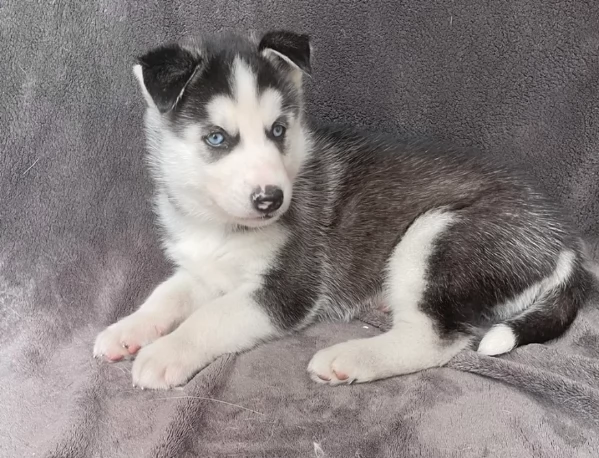 cuccioli di siberian husky maschi e femmine per adozione | Foto 7