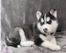 cuccioli di siberian husky maschi e femmine per adozione | Foto 2