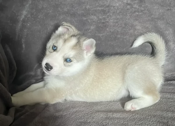 cuccioli di siberian husky maschi e femmine per adozione | Foto 1