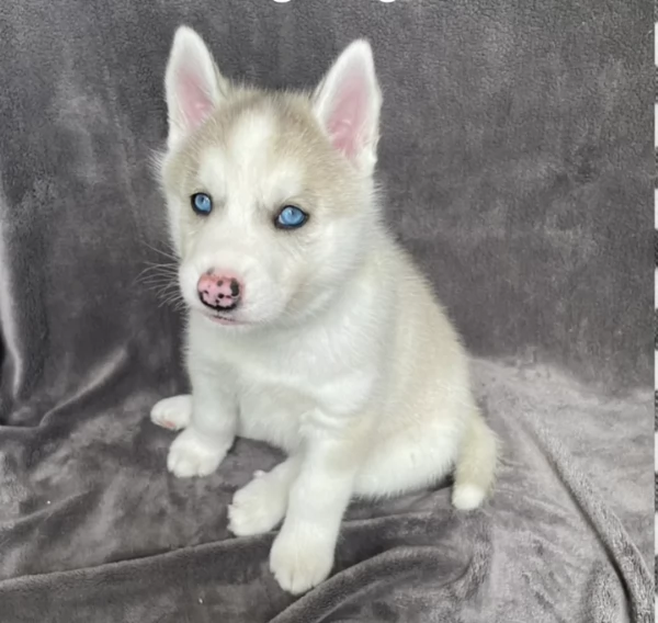 cuccioli di siberian husky maschi e femmine per adozione | Foto 6