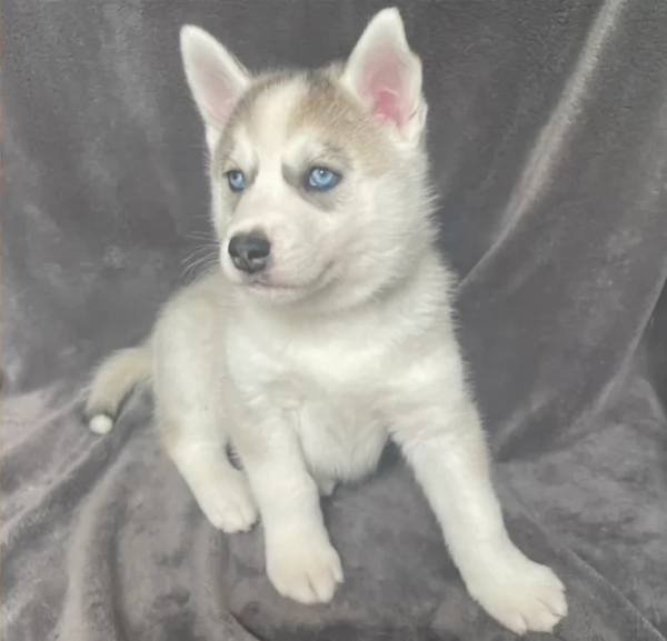cuccioli di siberian husky maschi e femmine per adozione | Foto 2