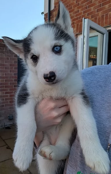 cuccioli di siberian husky maschi e femmine per adozione | Foto 6