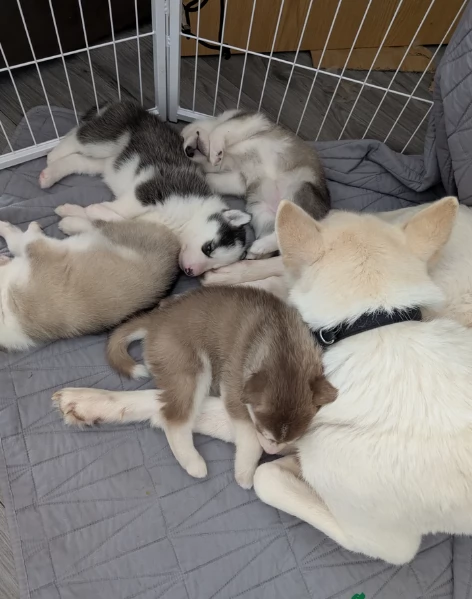 cuccioli di siberian husky maschi e femmine per adozione | Foto 4
