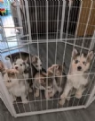 cuccioli di siberian husky maschi e femmine per adozione | Foto 18